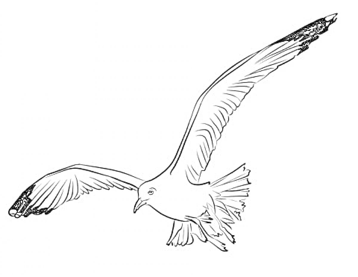 Раскраска Летящая чайка с раскинутыми крыльями