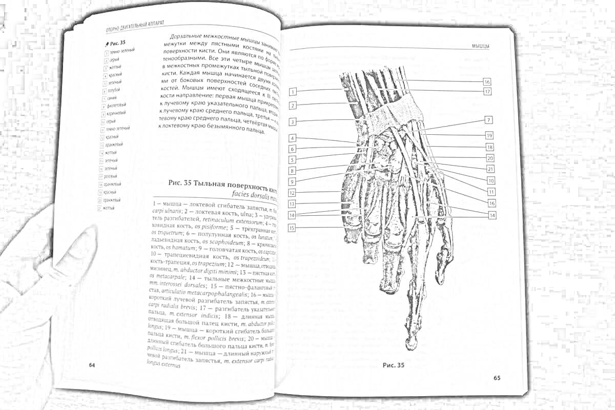 Раскраска Анатомия человека - Атлас, Кэпит Уинн, Элсон Лоренс М. Книга открыта на странице с изображением человеческой кисти, обозначенной как 