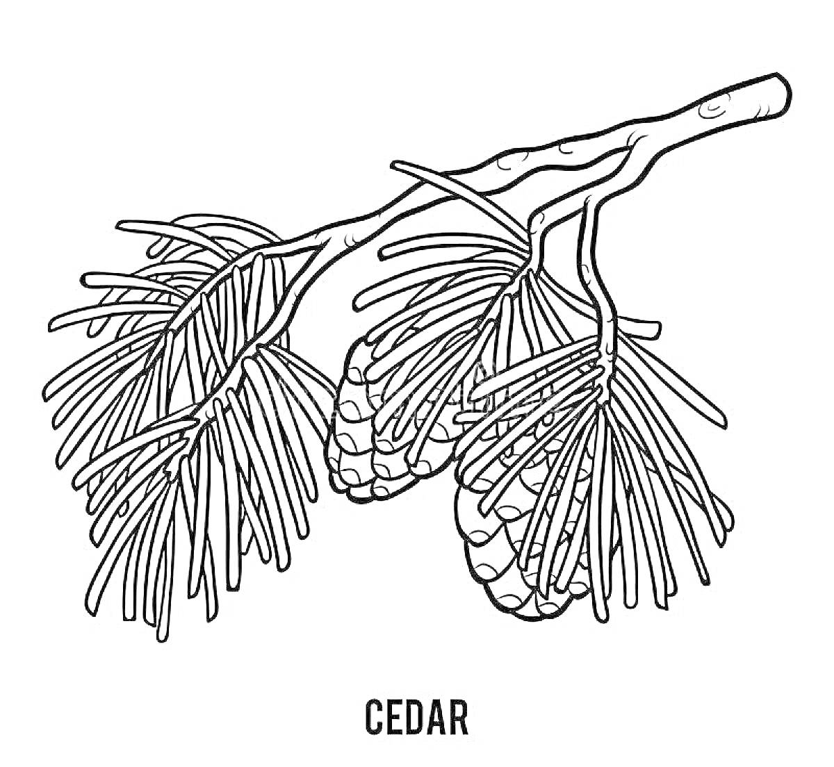 Раскраска Ветвь кедра с шишками и иглами