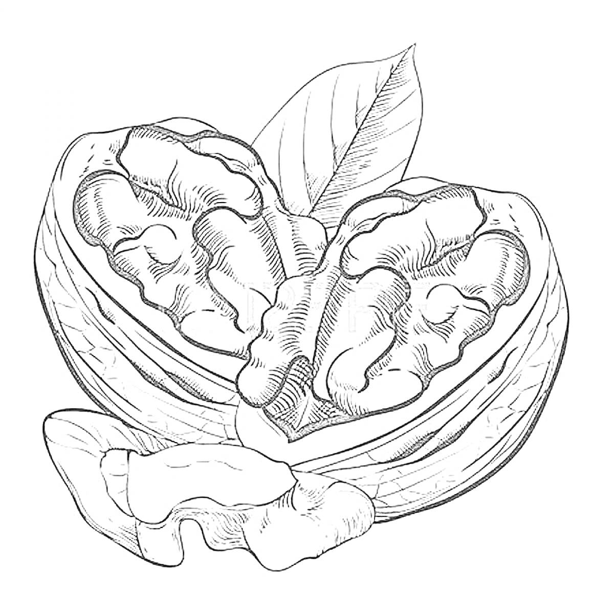 Раскраска Половинка грецкого ореха с ядрами и листком