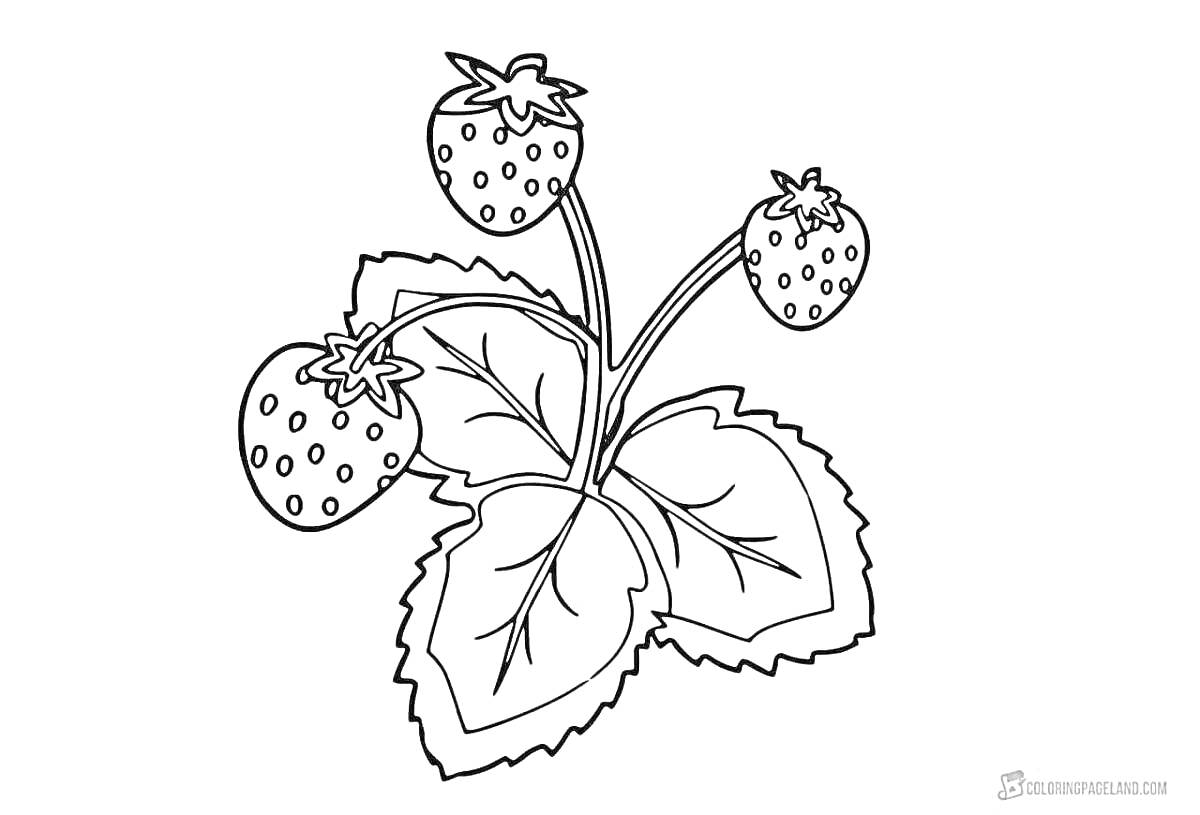 Раскраска Раскраска с изображением трех ягод земляники на кустике со стеблями и листьями
