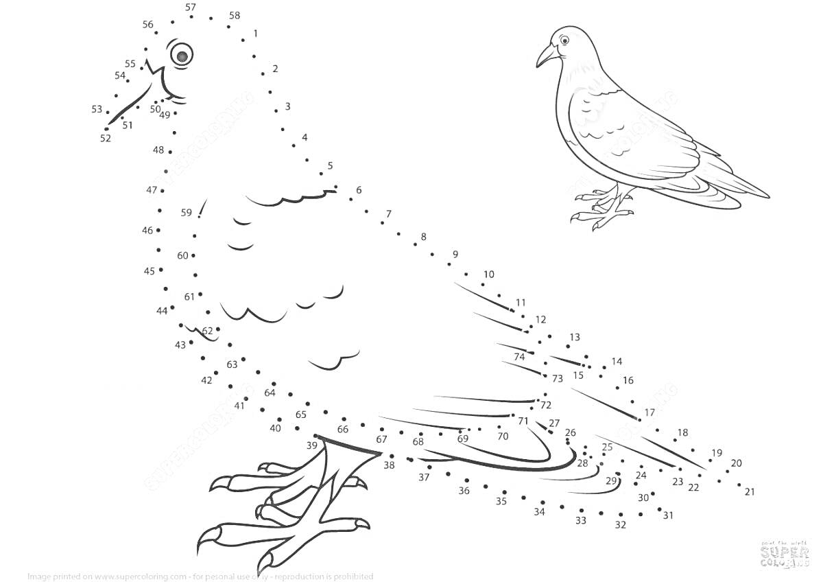 На раскраске изображено: Зимующие птицы, Зима