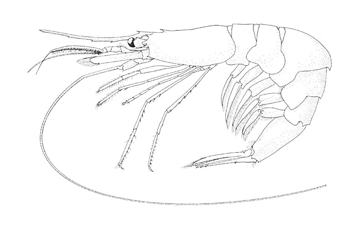 Раскраска Крупная креветка с антеннами и лапками на белом фоне