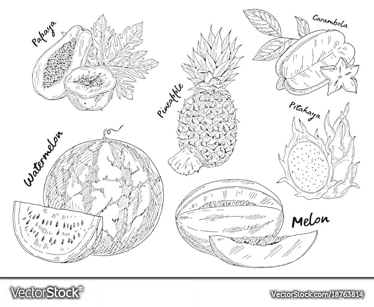На раскраске изображено: Папайя, Ананас, Арбуз, Дыня, Питахайя, Фрукты, Иллюстрация