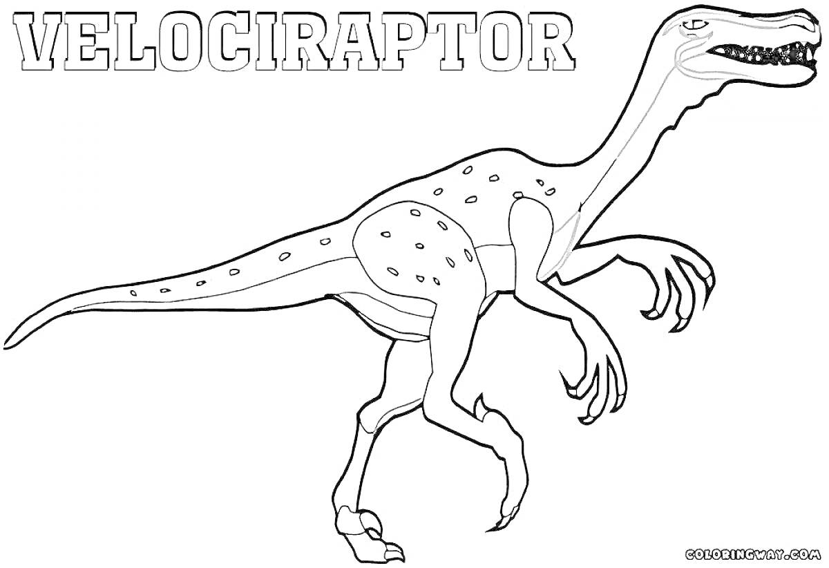 На раскраске изображено: Велоцираптор, Динозавр, Надпись, Древние животные, Обучение, Доисторические времена