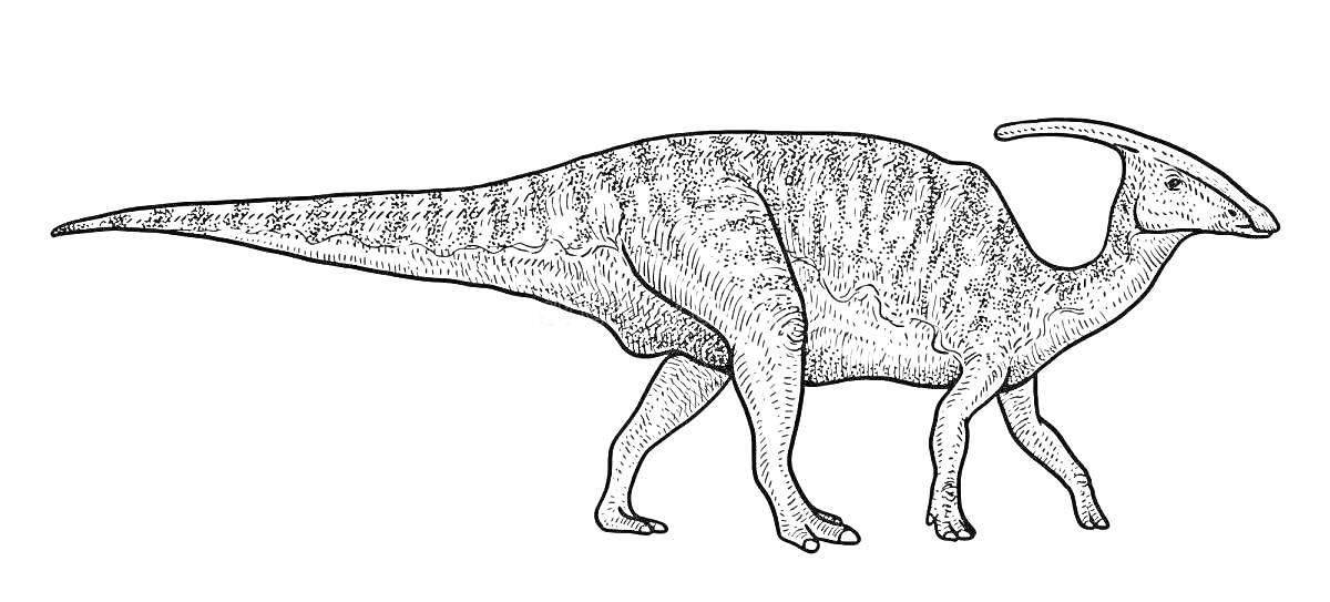 На раскраске изображено: Паразауролоф, Динозавр, Палеонтология