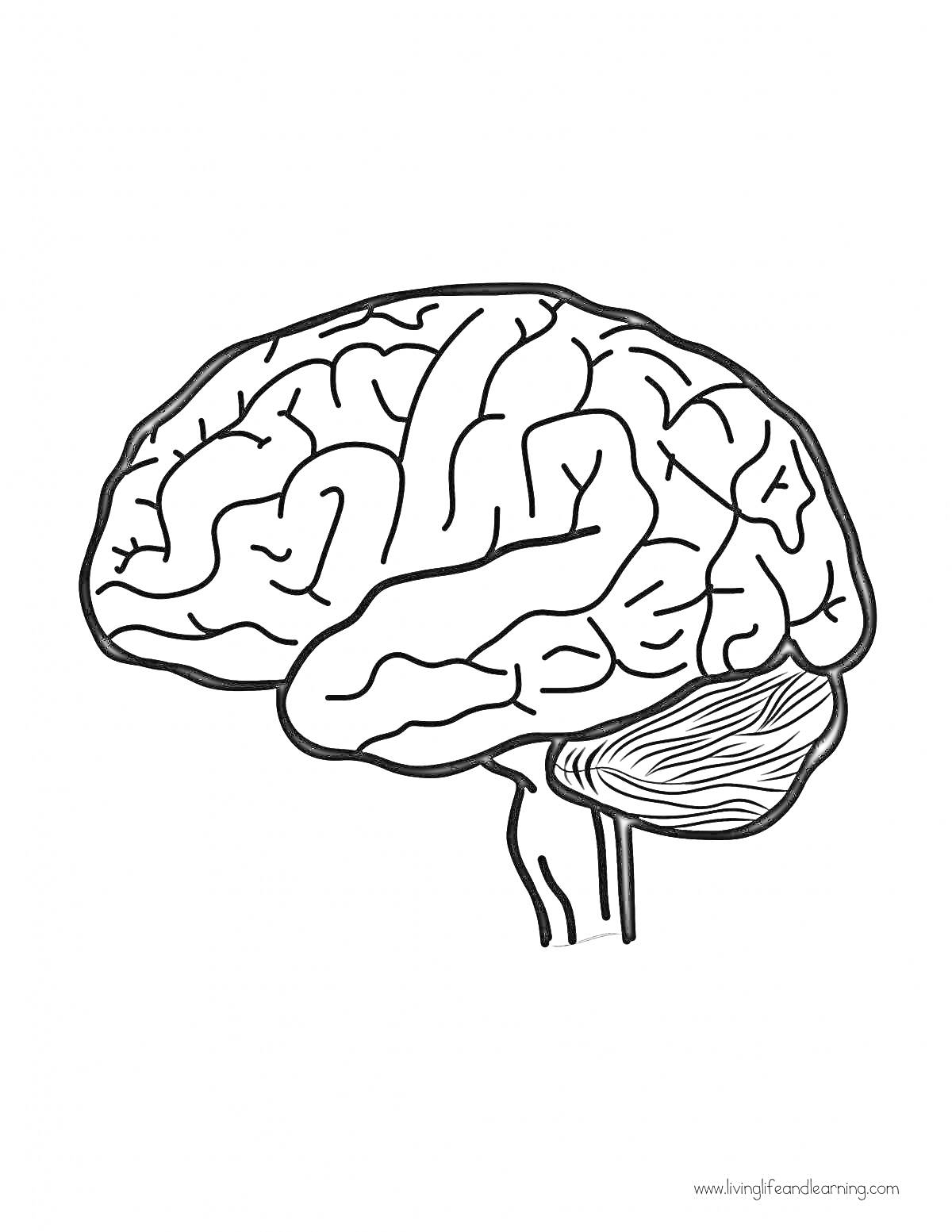 Раскраска Мозг с изображением полушарий и мозжечка, ствол мозга