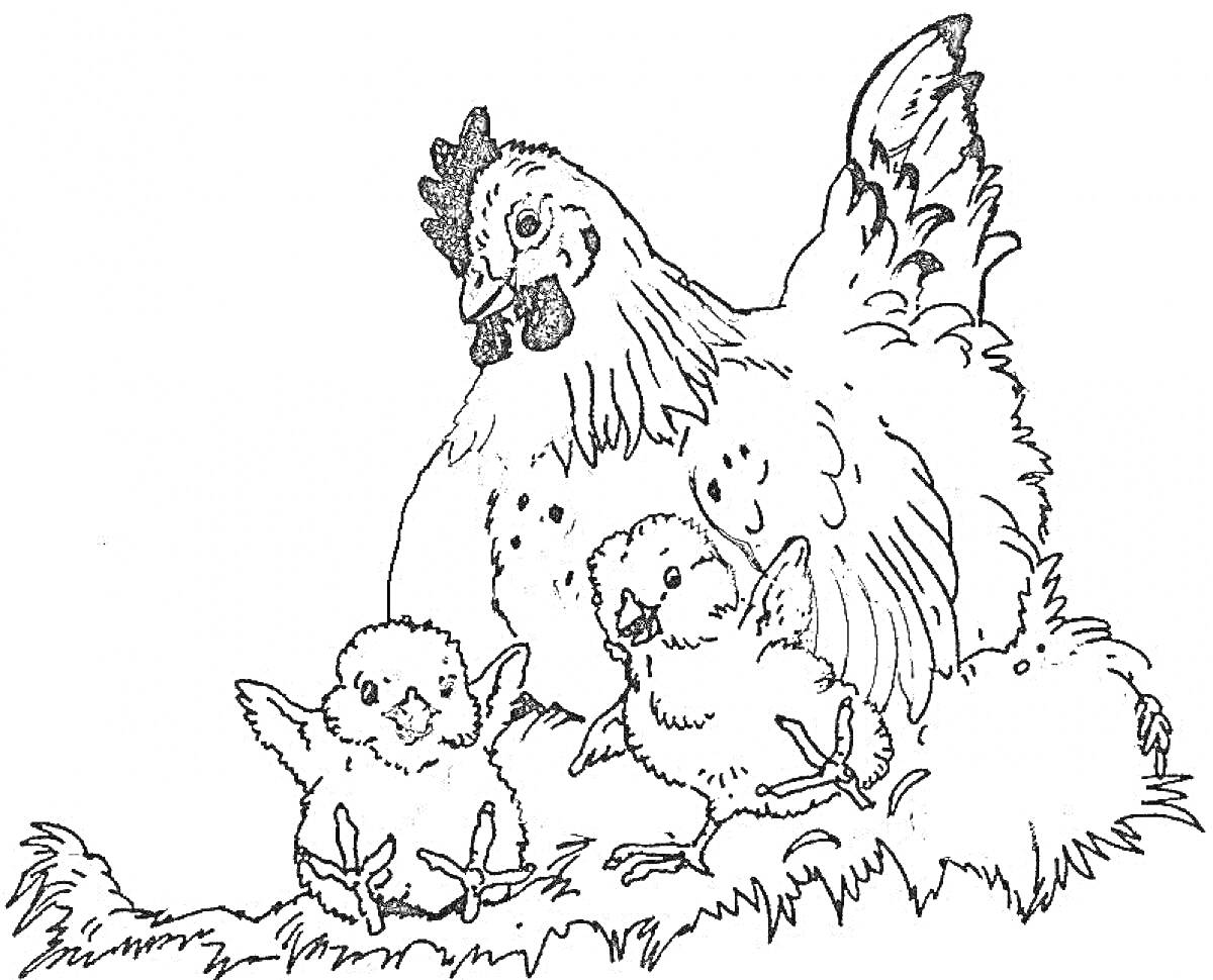 На раскраске изображено: Цыплята, Трава, Природа, Семья, Ферма