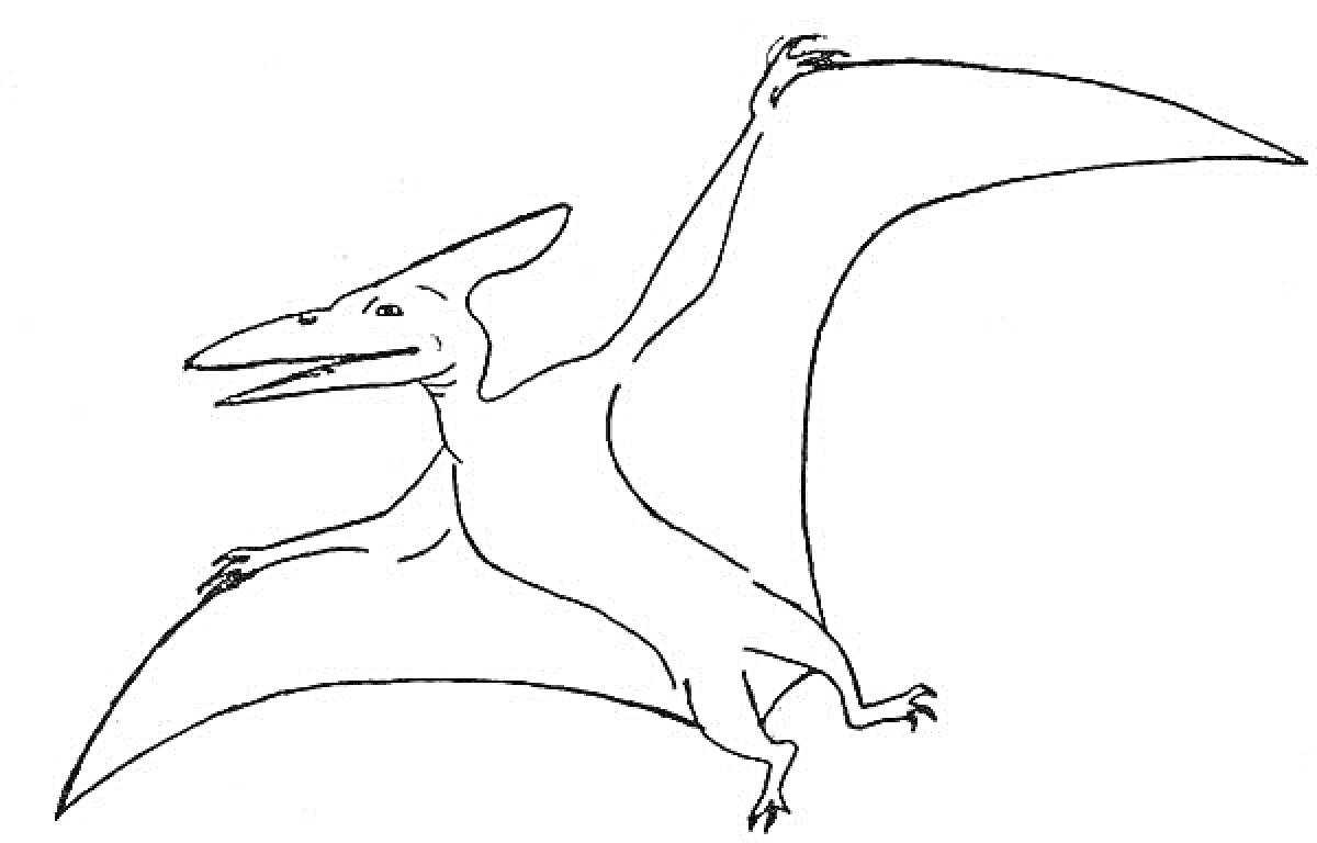 На раскраске изображено: Птеродактиль, Динозавр, Крылья, Творчество, Для детей, Доисторическая эпоха