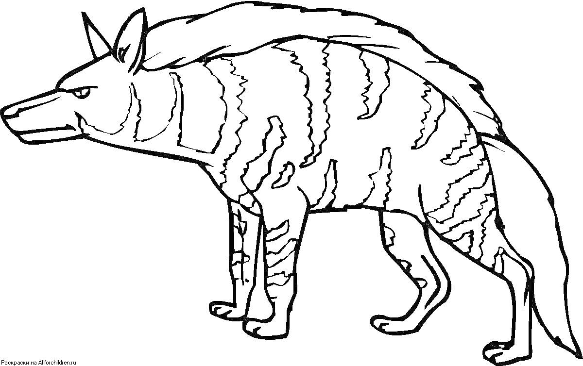Гиена с полосатым рисунком на теле