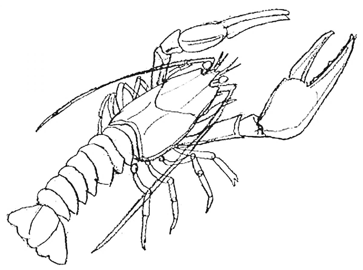 Раскраска Лангуст с крупной клешней и усиками