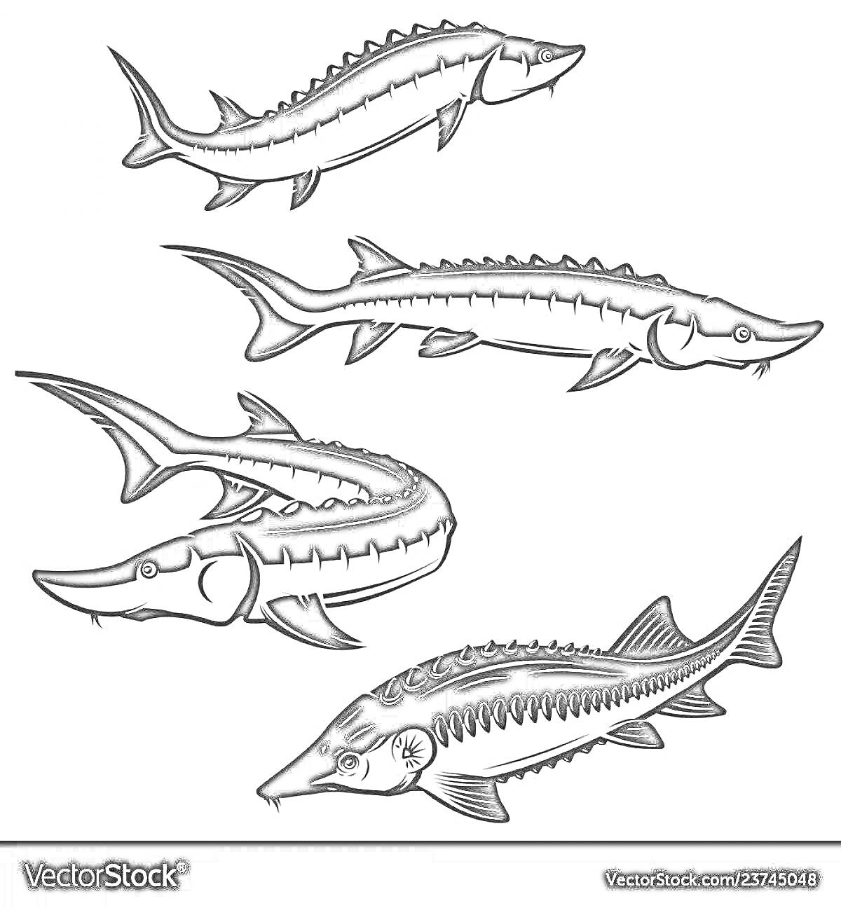 Четыре изображения стерляди в черно-белых силуэтах