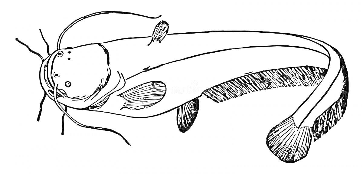 На раскраске изображено: Рыба, Сом, Усы, Плавники, Водные животные