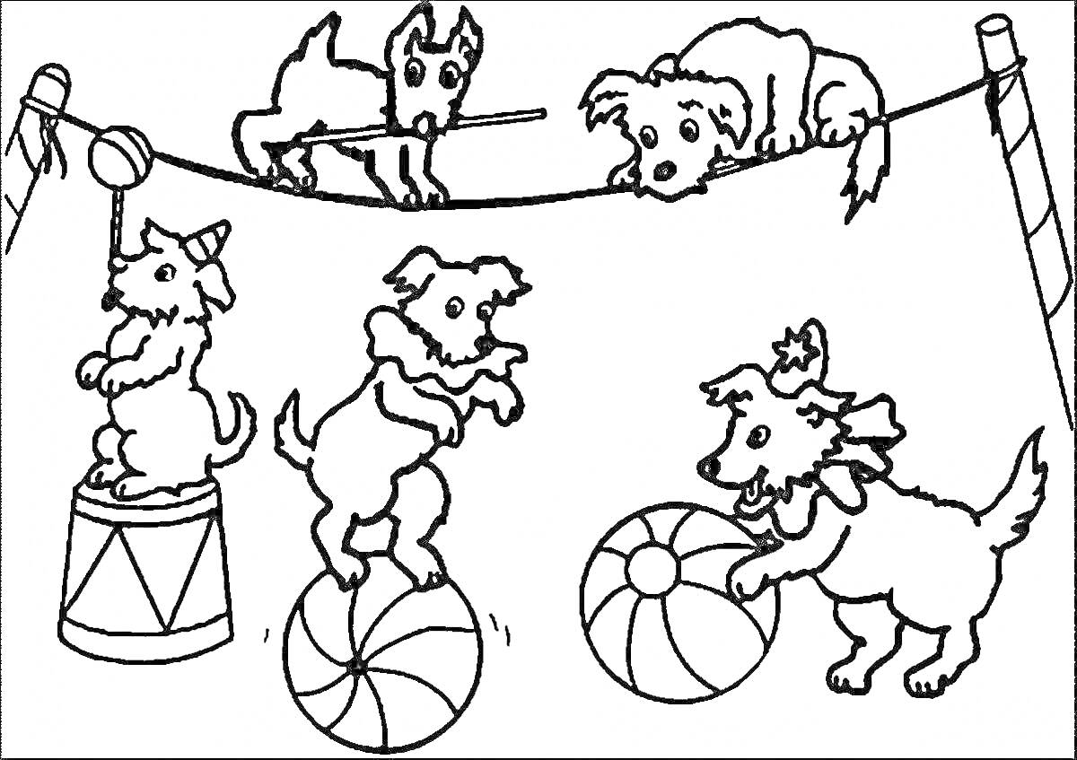 Раскраска Собачки-акробаты на арене цирка: три собачки-акробаты на мячах и барабане, две собачки на канате