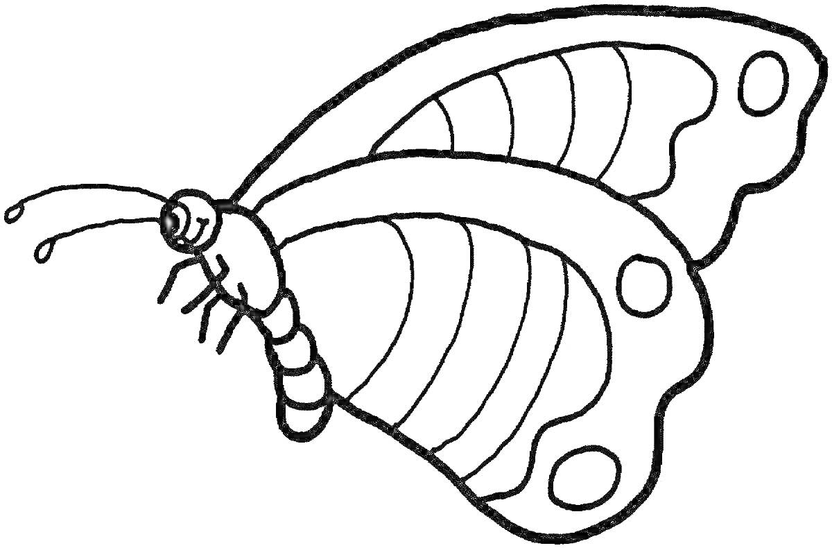Раскраска Бабочка с антенной, узорными крыльями и полосатым телом