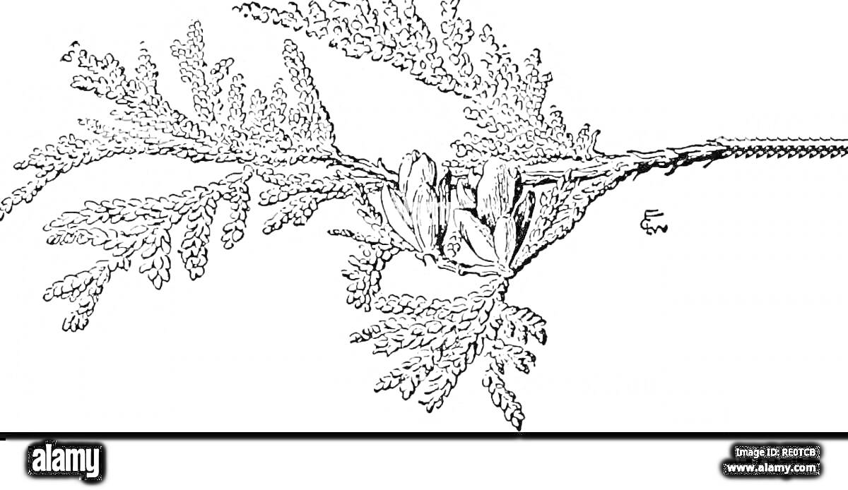 Раскраска Ветка можжевельника с листьями и шишкоягодами