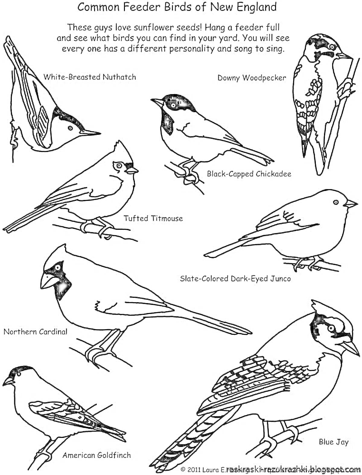 На раскраске изображено: Зимующие птицы, Дятел, Синица, Зяблик, Утка, Для детей