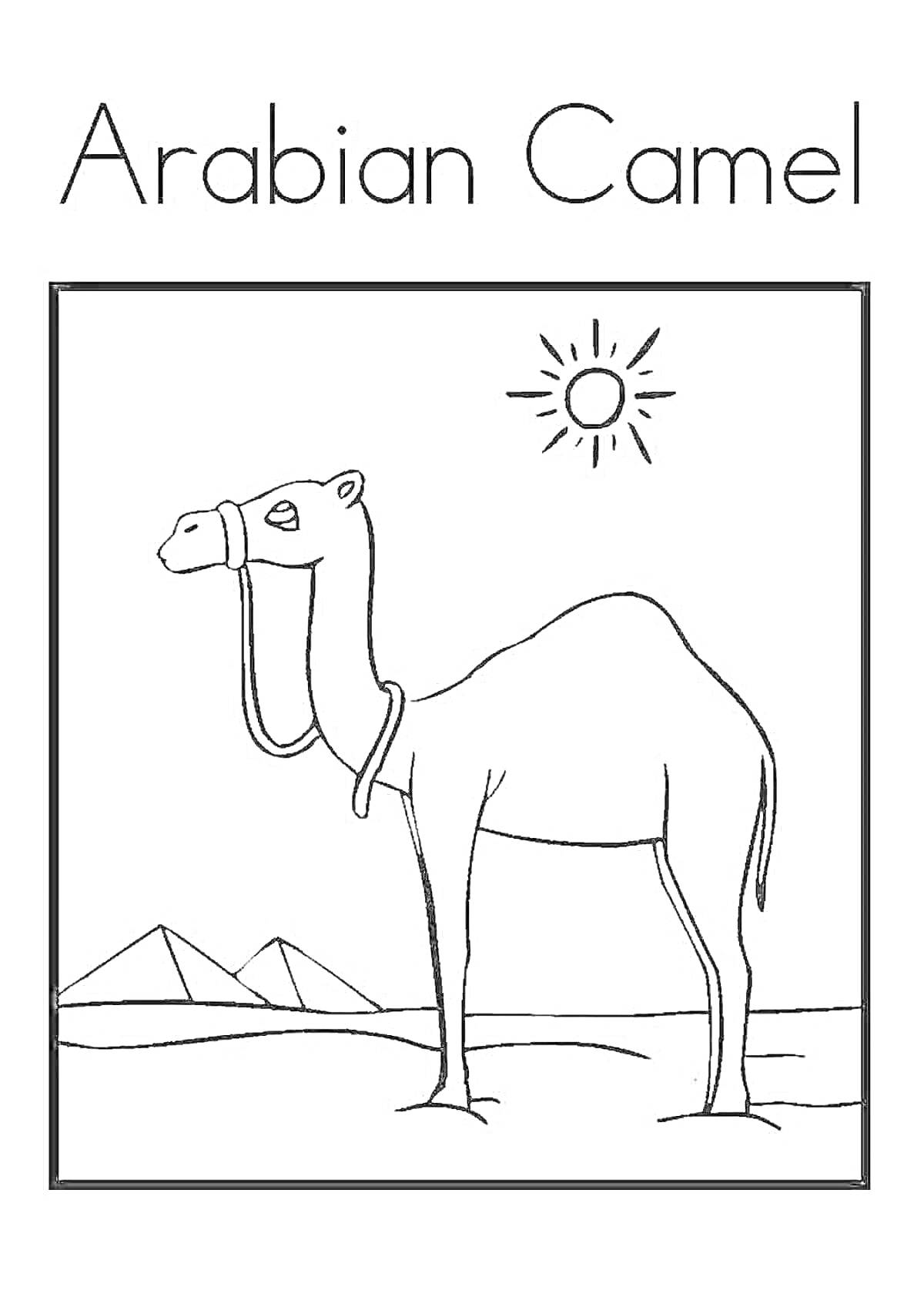 На раскраске изображено: Пустыня, Верблюд, Солнце