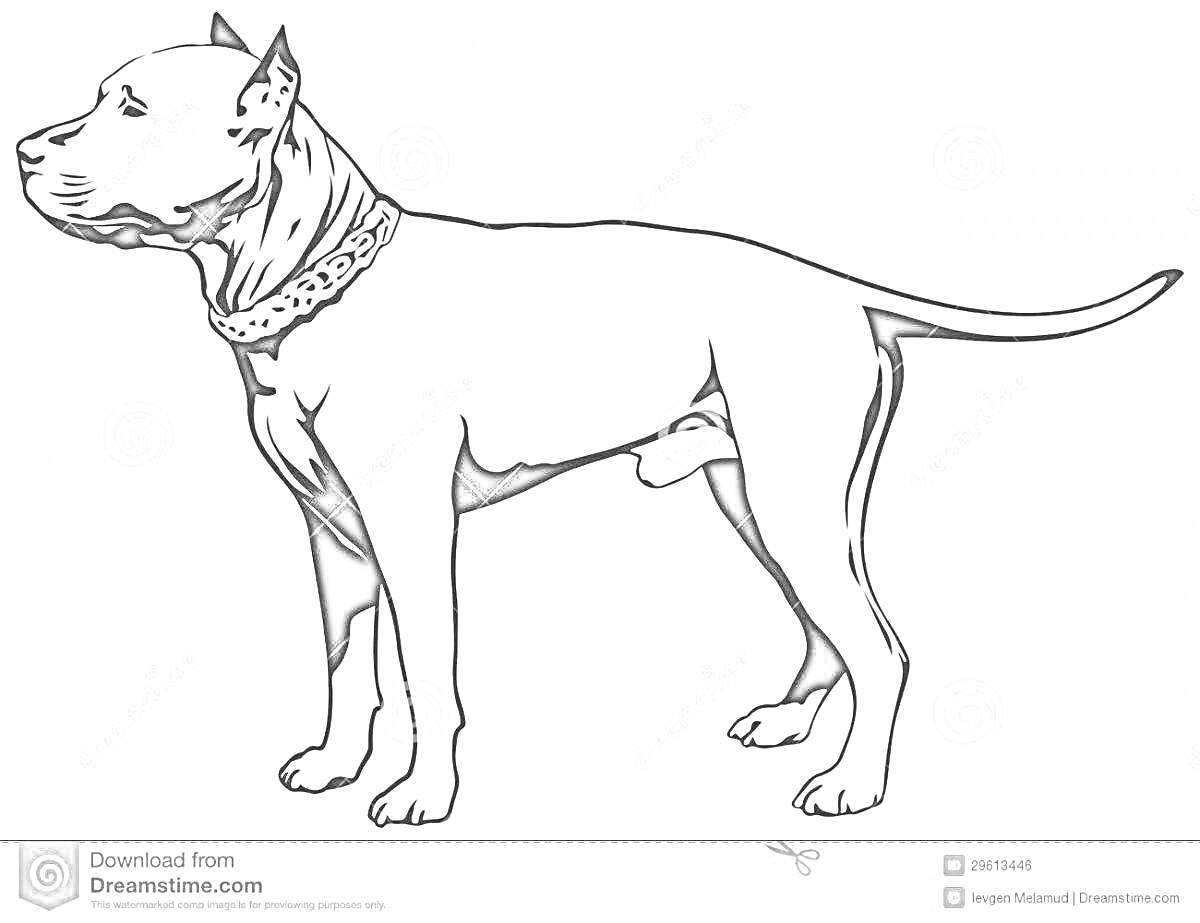 Раскраска Стаффордширский терьер в ошейнике, стоящий боком