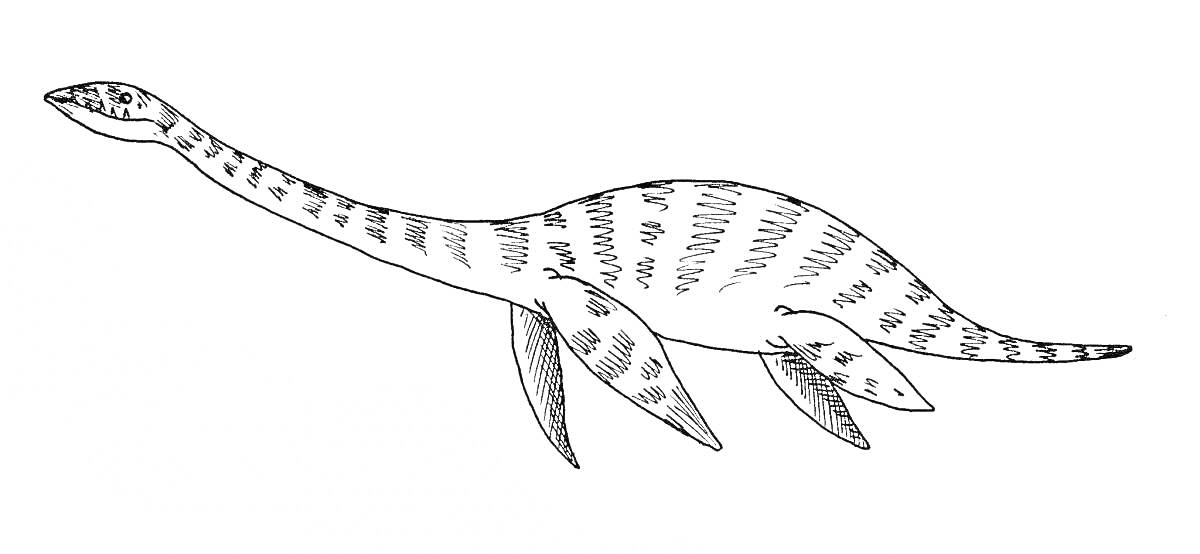 Раскраска Эласмозавр с полосами на теле и пятнистым узором на хвосте и плавниках