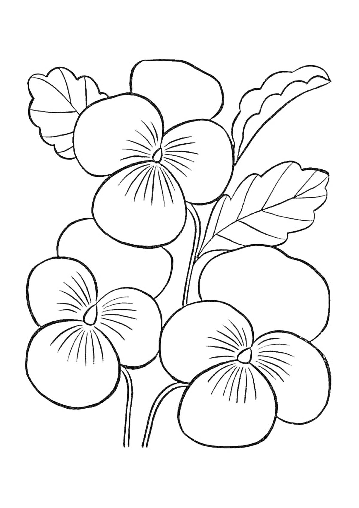 На раскраске изображено: Фиалка, Комнатные растения, Листья, Ботаника