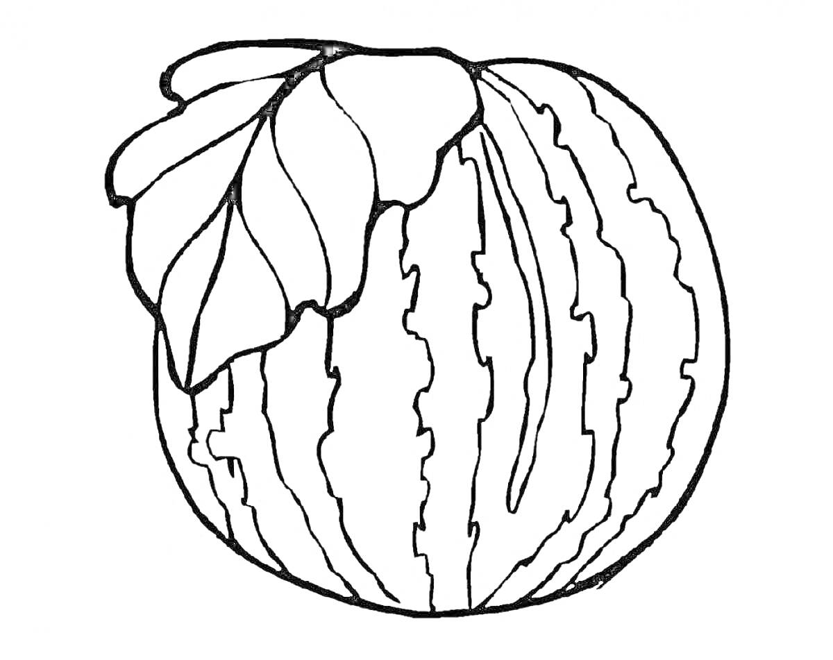 Раскраска арбуз с листьями