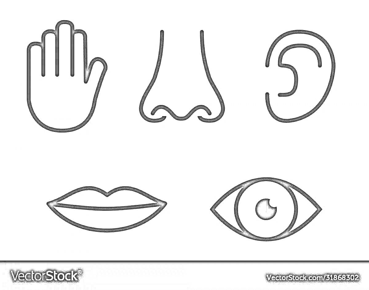 На раскраске изображено: Органы чувств, Рука, Нос, Ухо, Губы, Зрение, Слух, Обоняние, Осязание, Вкус