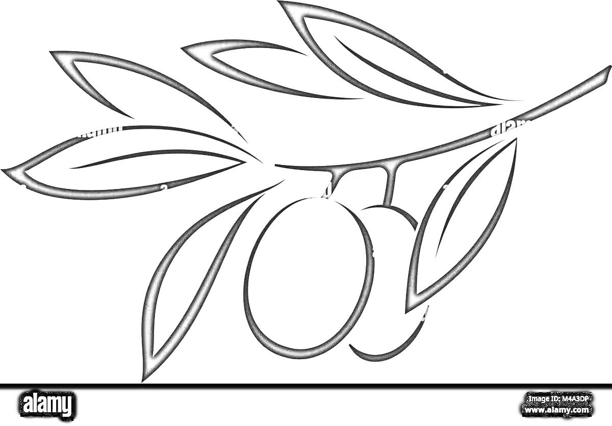 На раскраске изображено: Оливки, Листья, Плоды, Магазин, Природа