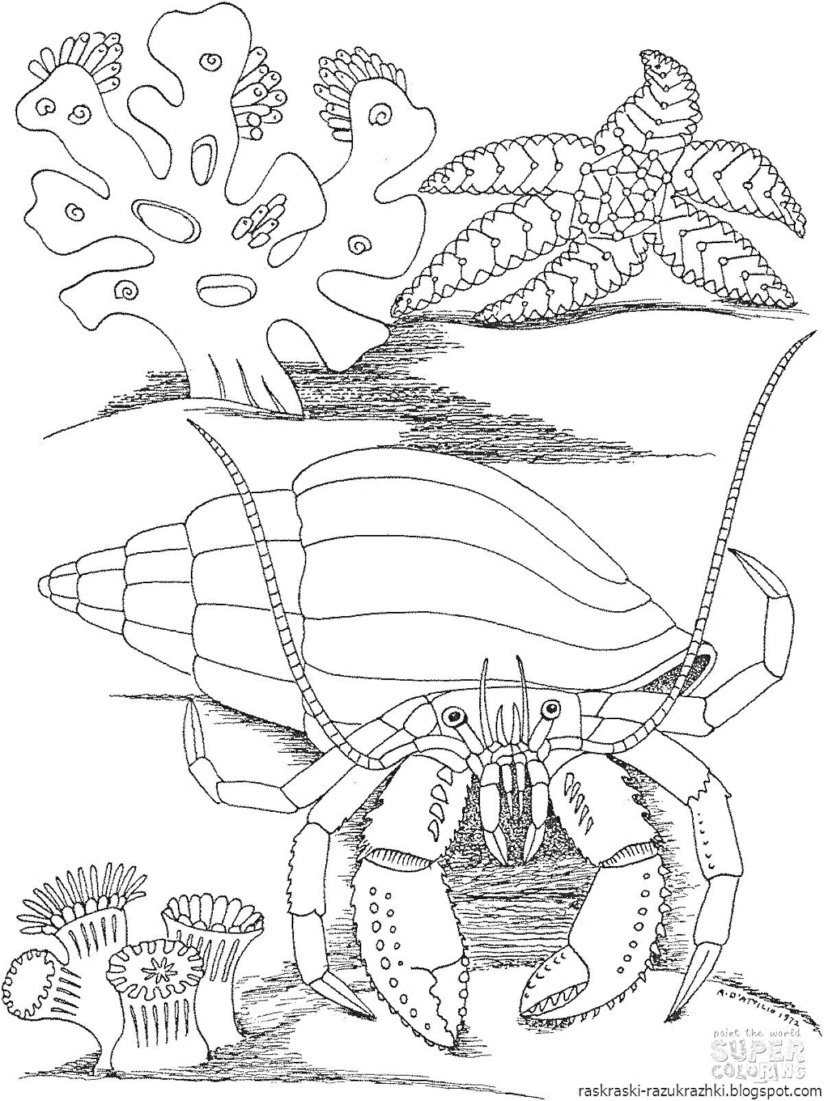 Отшельник, кораллы и морские звезды на дне моря