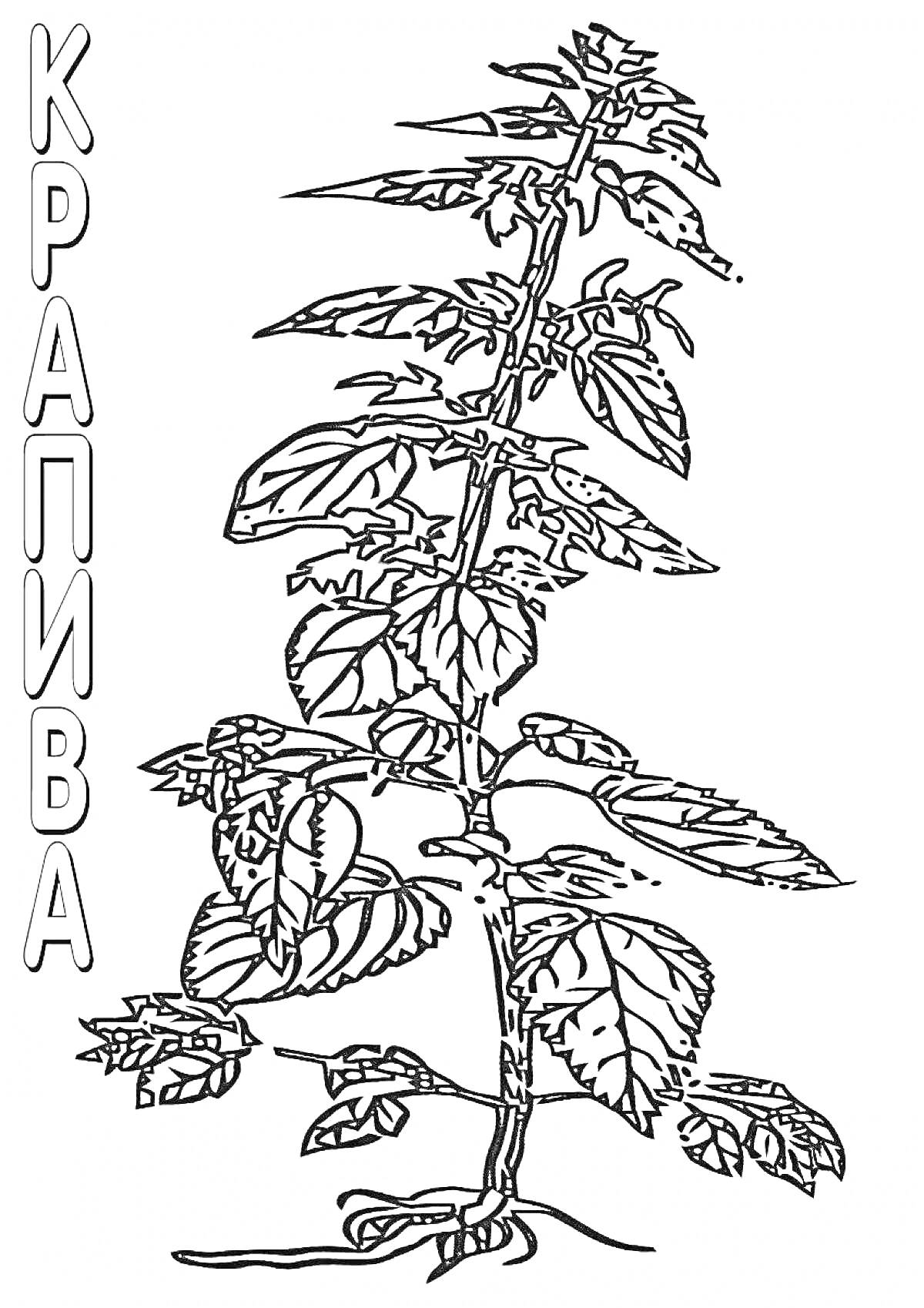 На раскраске изображено: Крапива, Лекарственное растение, Листья, Стебель, Дошкольники, Растения