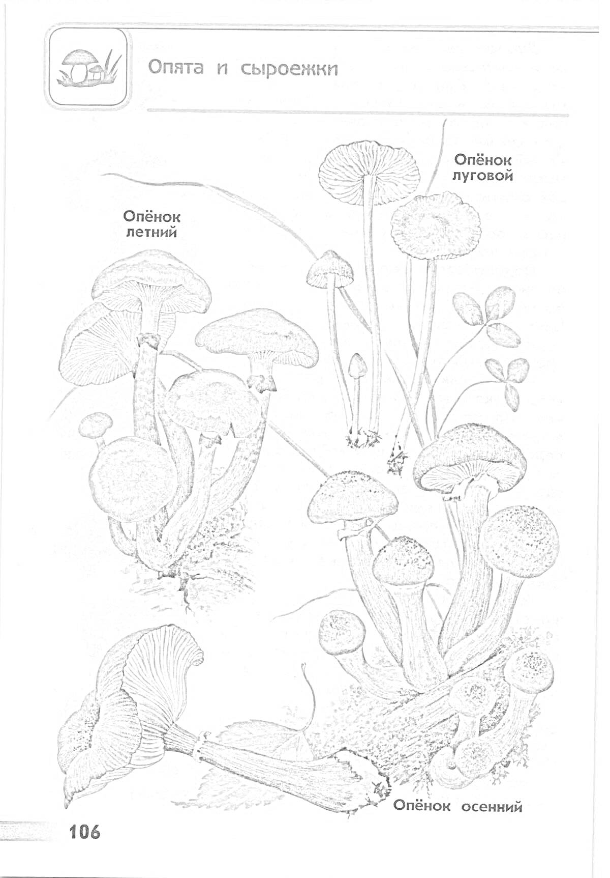 Раскраска опята и сыроежки (опенок летний, опенок луговой, опенок осенний)