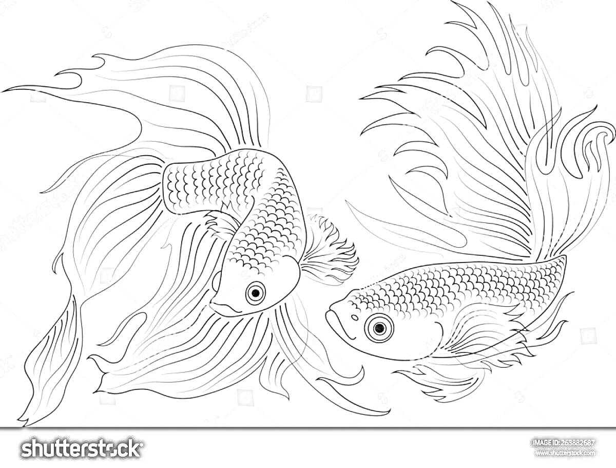 На раскраске изображено: Золотая рыбка, Рыба, Аквариум, Длинные плавники, Линии, Подводный мир, Морская жизнь, Арт