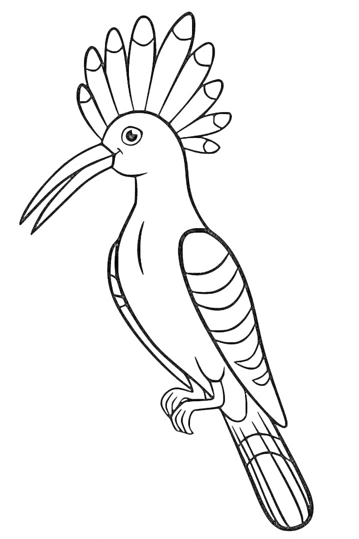 Раскраска Раскраска с изображением птицы удод, сидящей на ветке