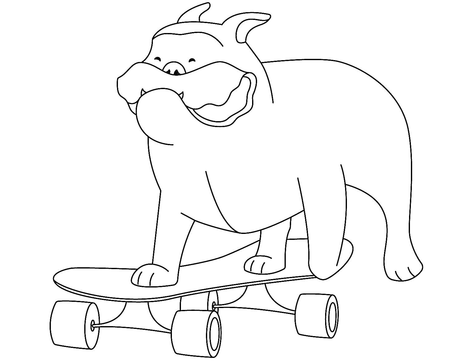 Раскраска Бульдог на скейтборде