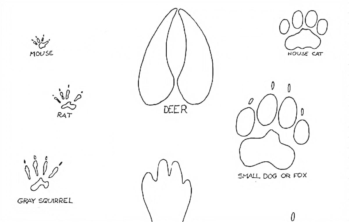 Раскраска Следы животных - мышь, кот, крыса, олень, белка, собака или лиса