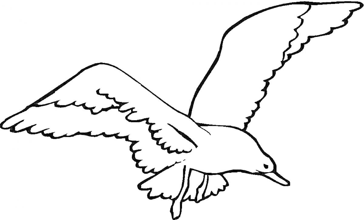 РаскраскаЛетящая чайка с распростёртыми крыльями