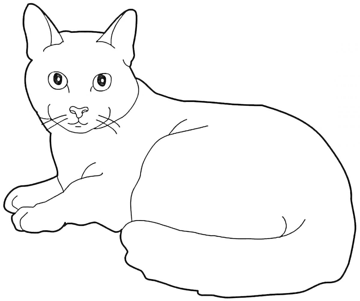 Раскраска Кот, лежащий на полу