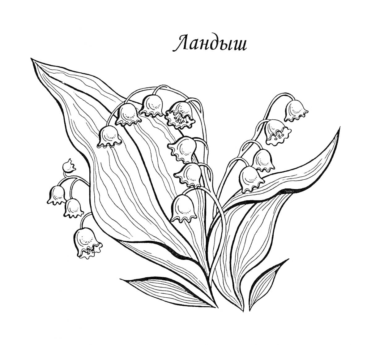 Раскраска Ландыш с листьями и цветами-колокольчиками