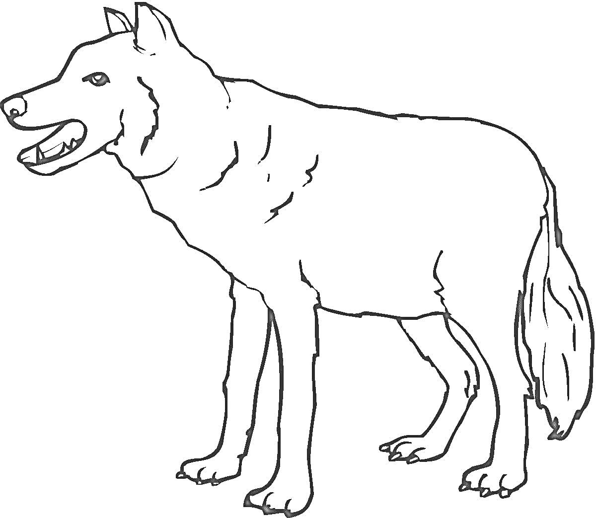 Раскраска Волк с оскаленной пастью и поднятым ухом, стоящий в профиль