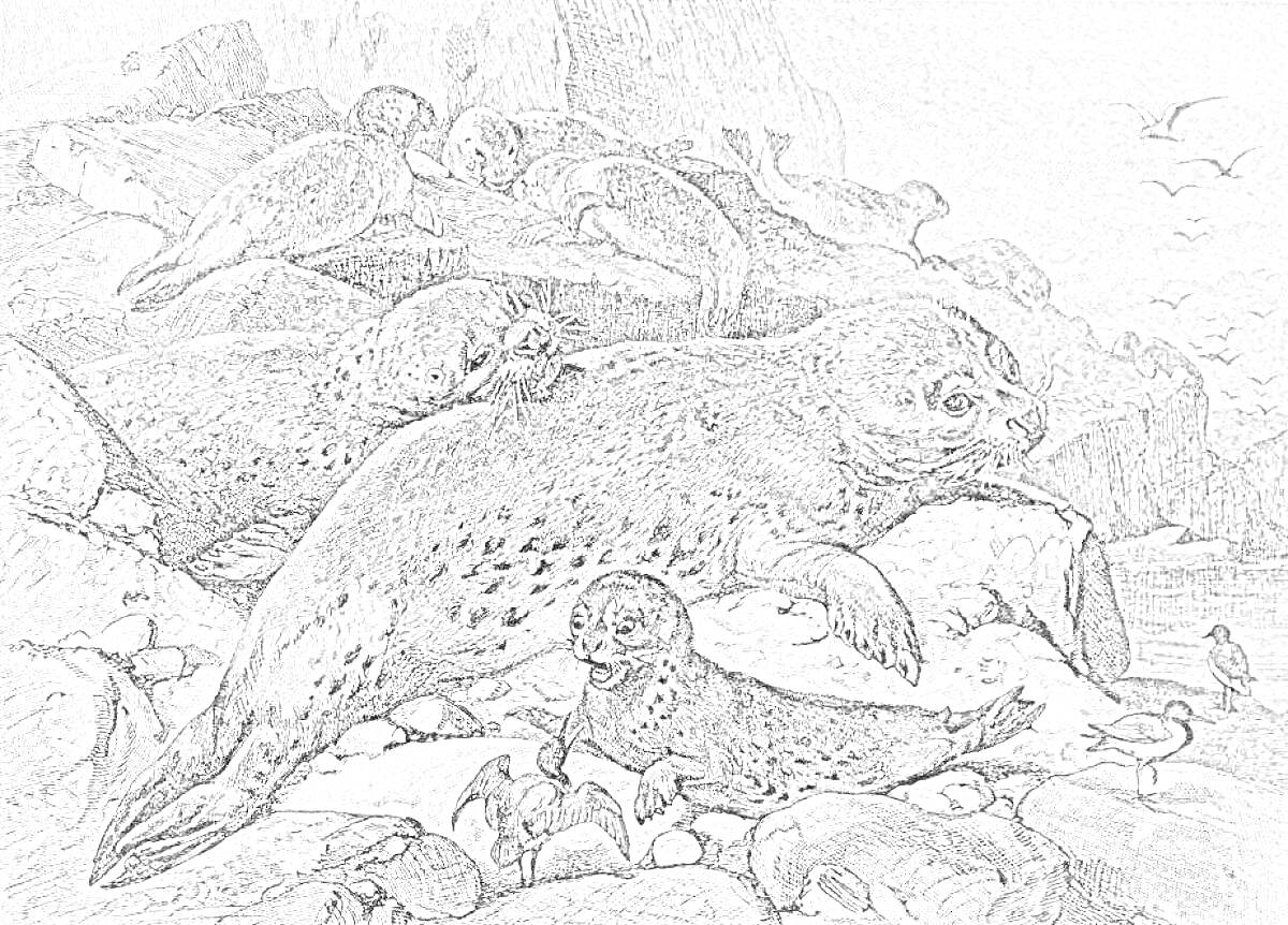 На раскраске изображено: Берег, Скалы, Природа, Море, Птица, Животные, Детеныши, Океаны