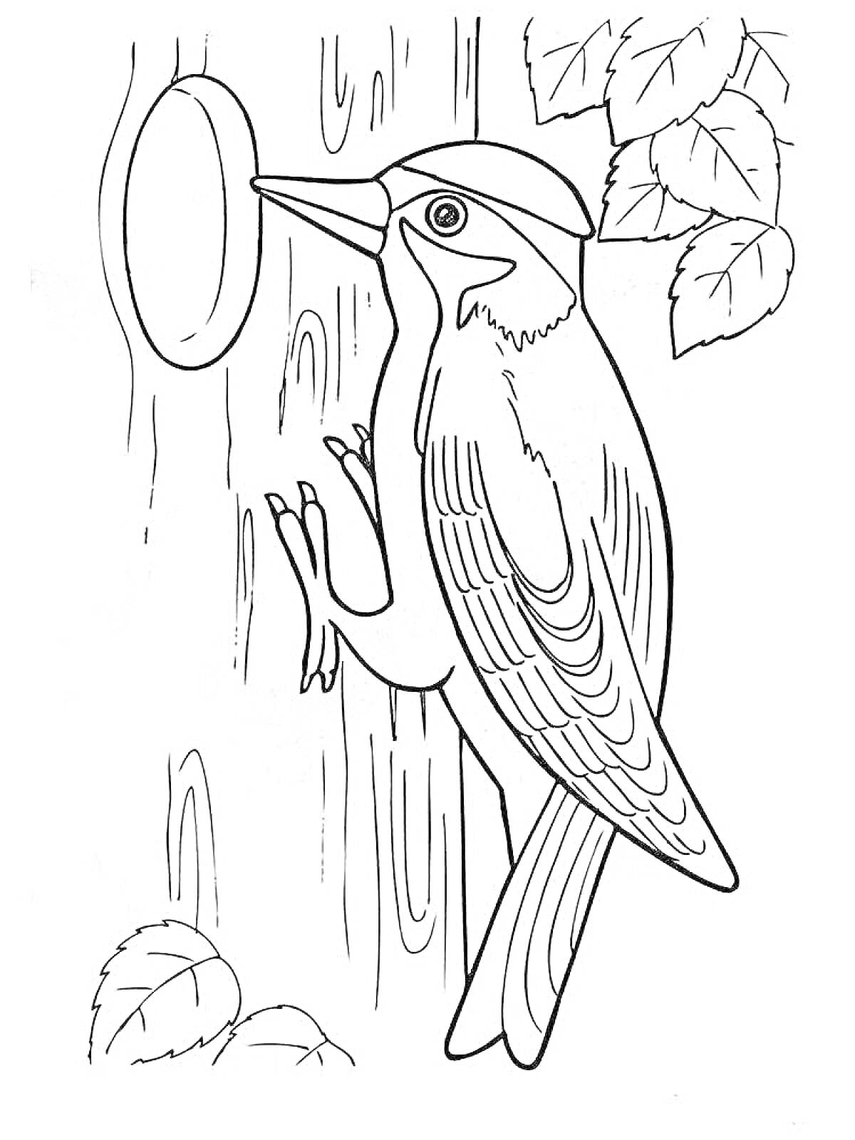 На раскраске изображено: Дятел, Листья, Зимующие птицы, Для детей, Лес