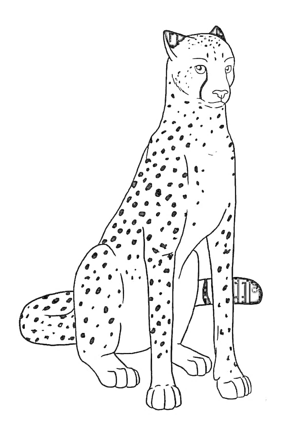 На раскраске изображено: Королевский гепард, Гепард, Дикая кошка
