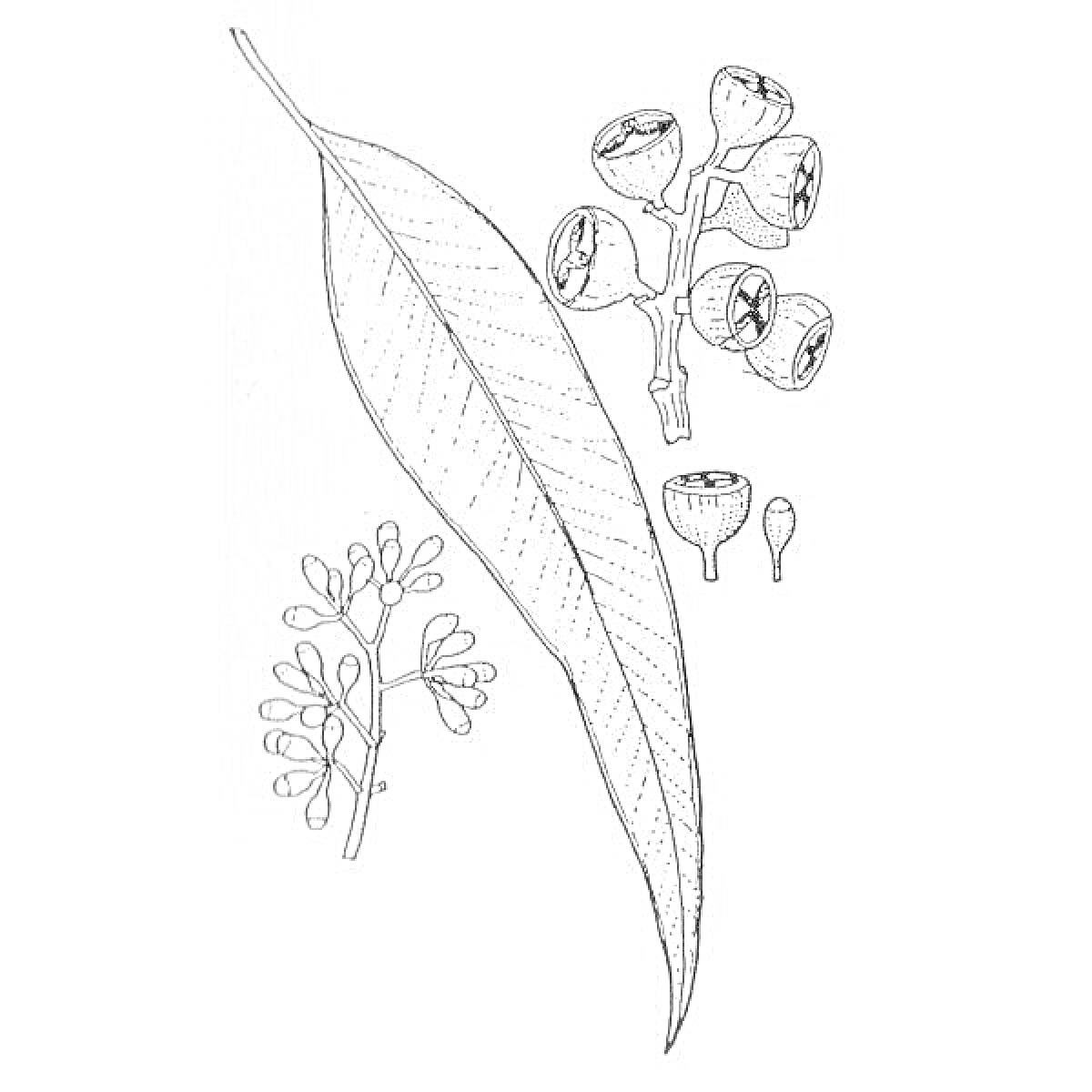 Лист эвкалипта, ветка с плодами и цветками эвкалипта