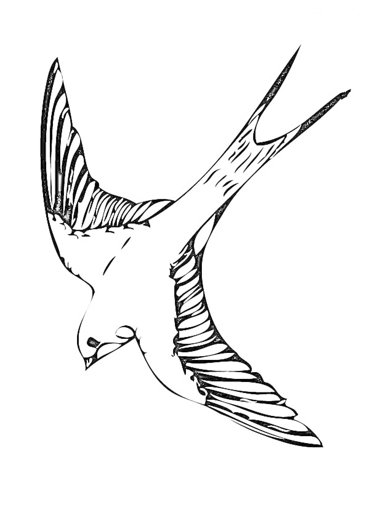 На раскраске изображено: Ласточка, Птица, Полет, Расправленные крылья, Природа, Контурные рисунки, Краски