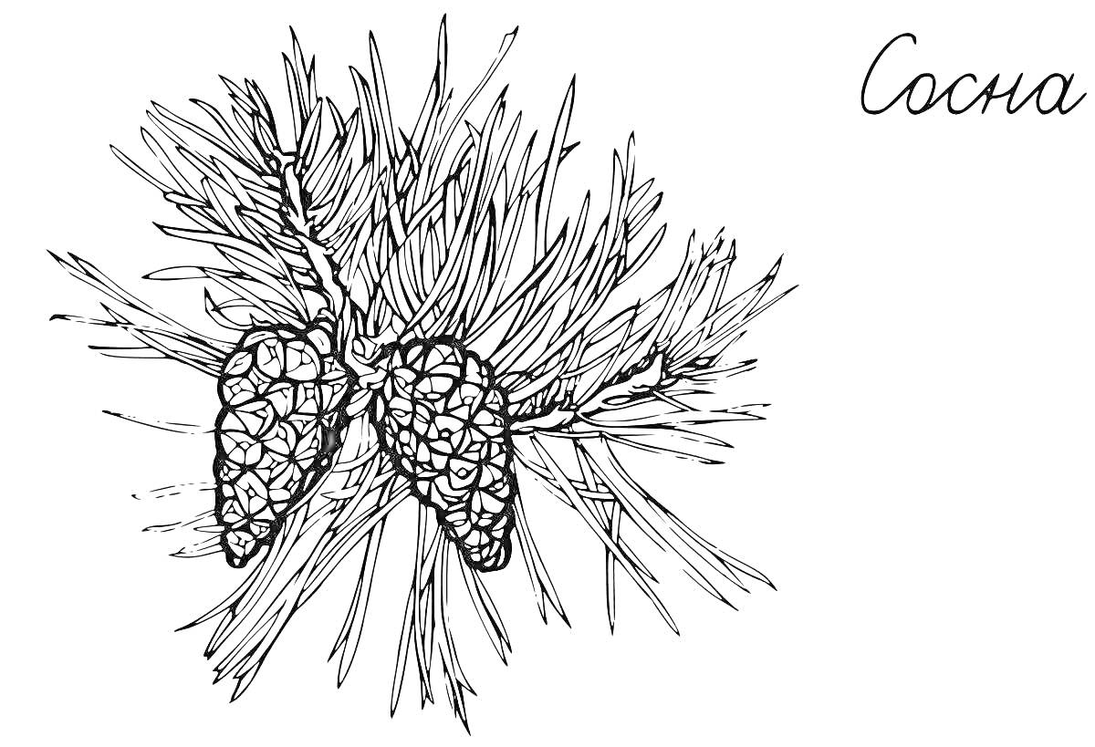 Раскраска Сосновые шишки и хвоя на ветке