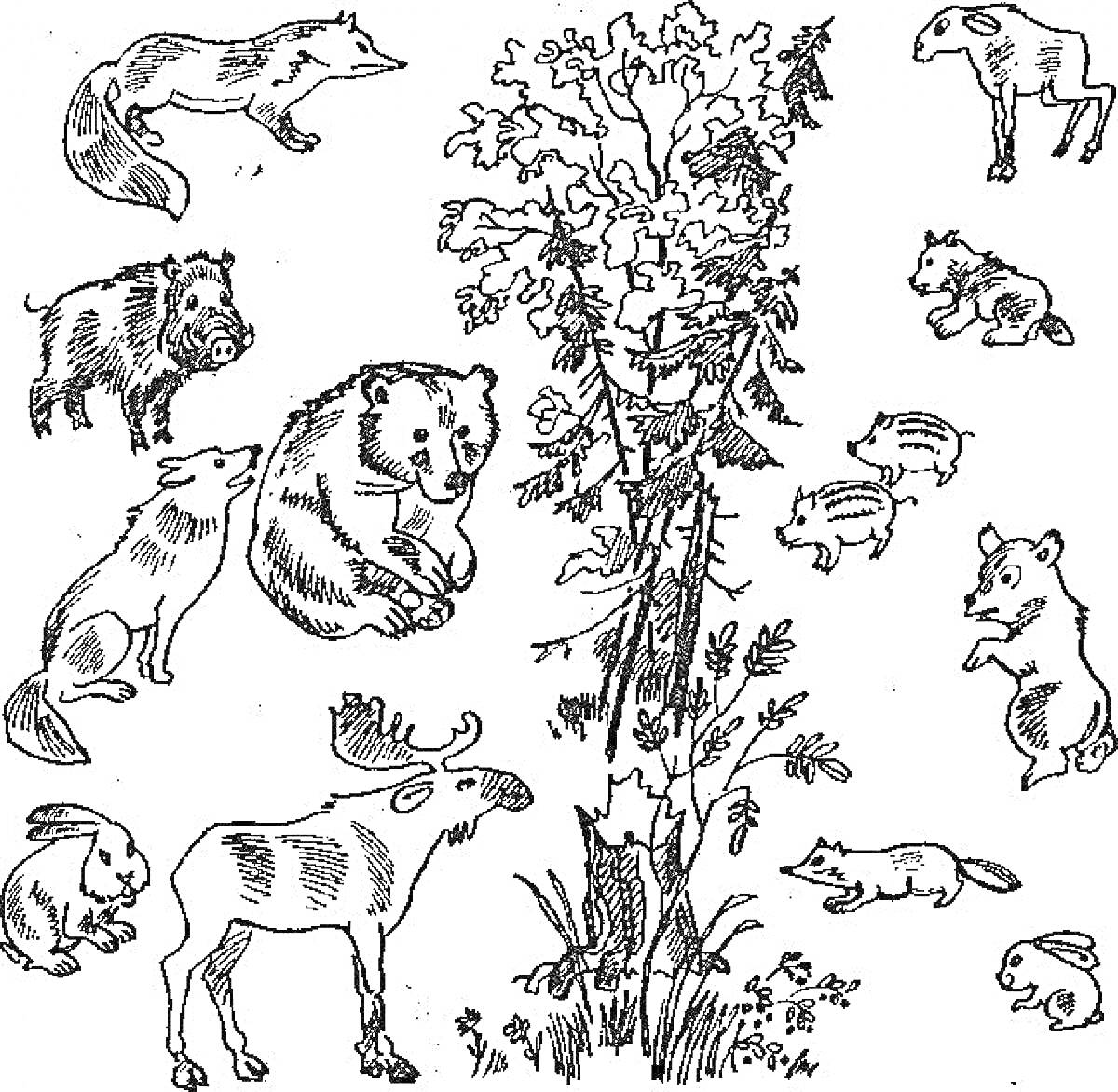 На раскраске изображено: Волк, Волчата, Кабан, Лиса, Медведь, Лось, Олень, Белка, Детеныши, Дикие животные