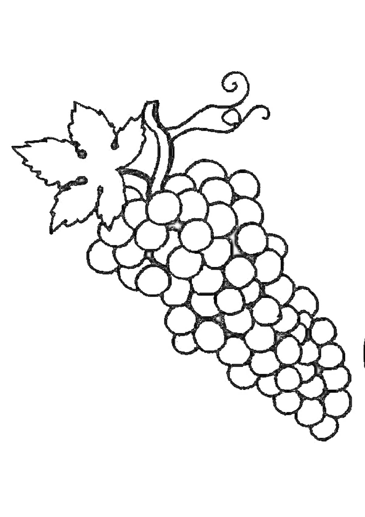 На раскраске изображено: Виноград, Гроздь, Ягоды, Листья, Для детей, Овощи и фрукты