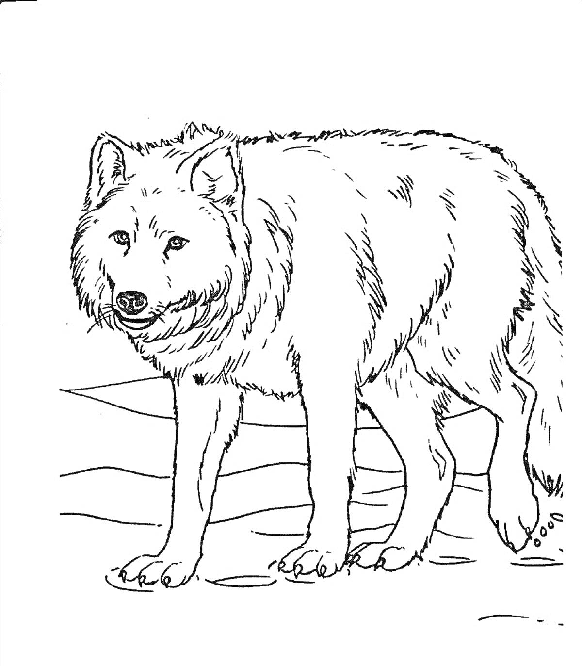 На раскраске изображено: Волк, Лес, Дикие животные, Звери, Природа, Животные, Для детей, 6-7 лет