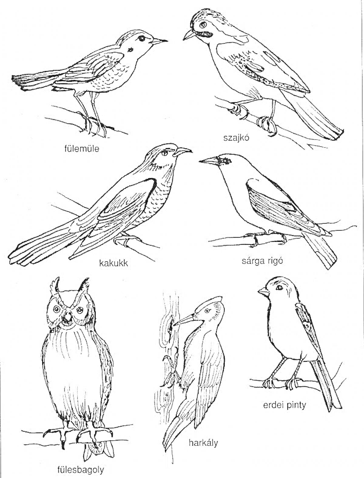 Раскраска На изображении присутствуют следующие птицы: соловей (fülemüle), сойка (szajkó), кукушка (kakukk), дубонос (sárga rigó), филин (fülesbagoly), дятел (harkály), лесной воробей (erdei pinty).