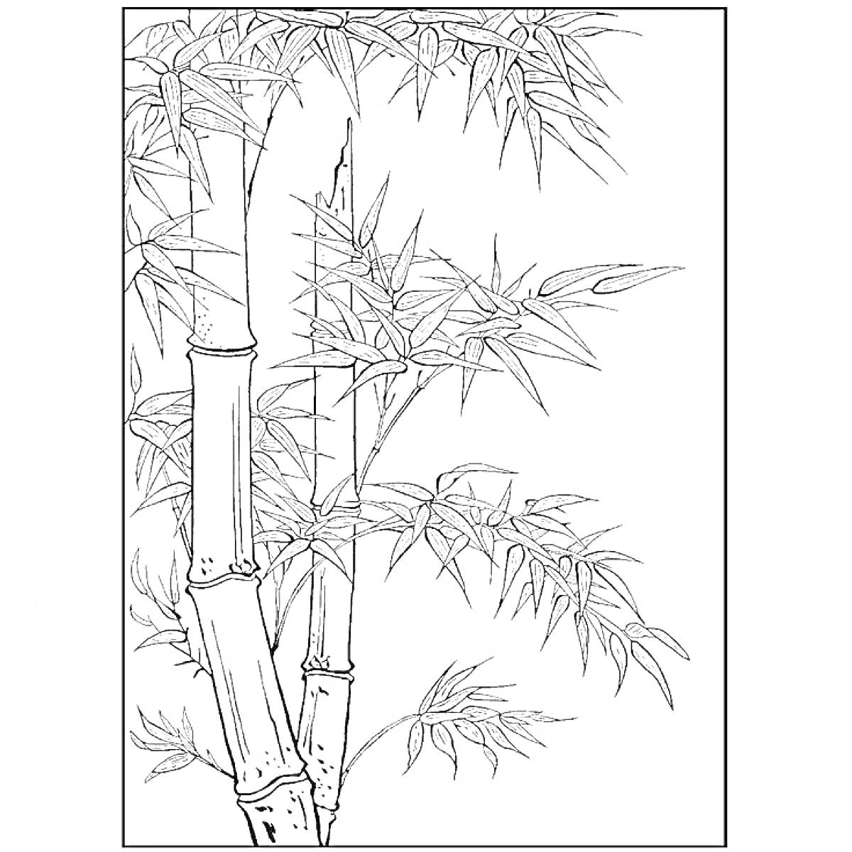 Раскраска Бамбуковые стебли и листья